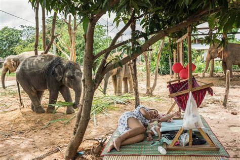 the elephanta village|In this Thai village, life revolves around 300 captive .